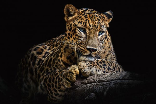 Resting Leopard | Glasschilderij 120x80cm