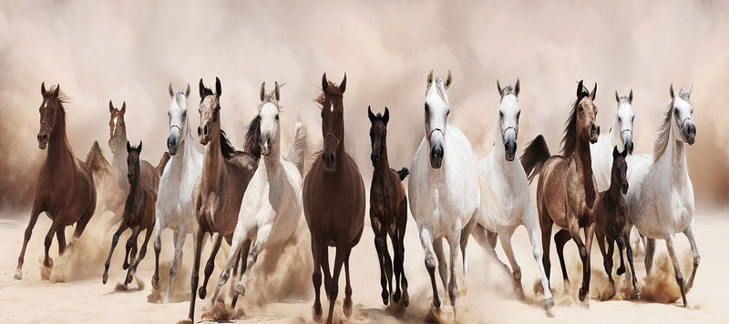 Glasschilderij - Wilde Paarden