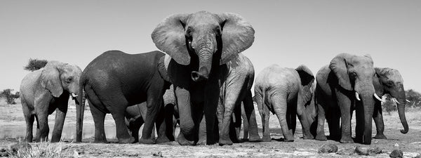 Glasschilderij groep olifanten familie