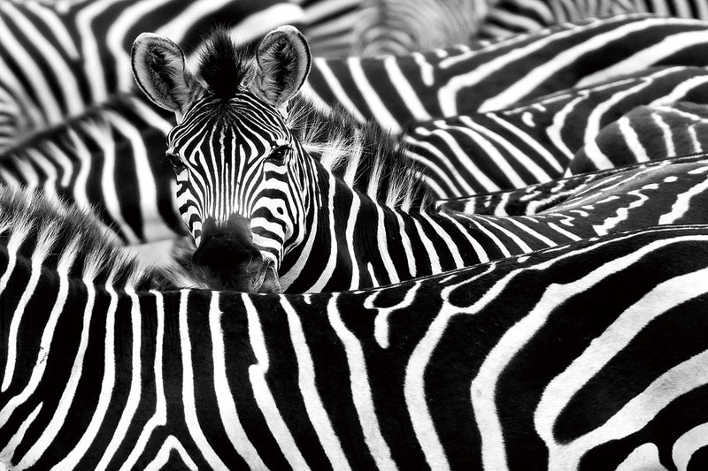 Glasschilderij Groep zebra's