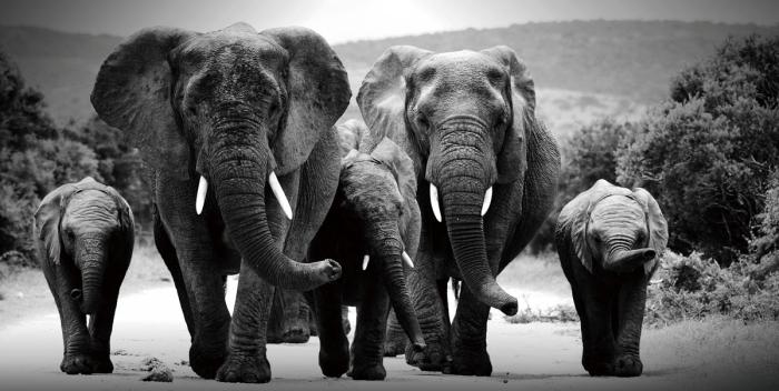 Elephant Herd 2 | Glasschilderij 160x80cm